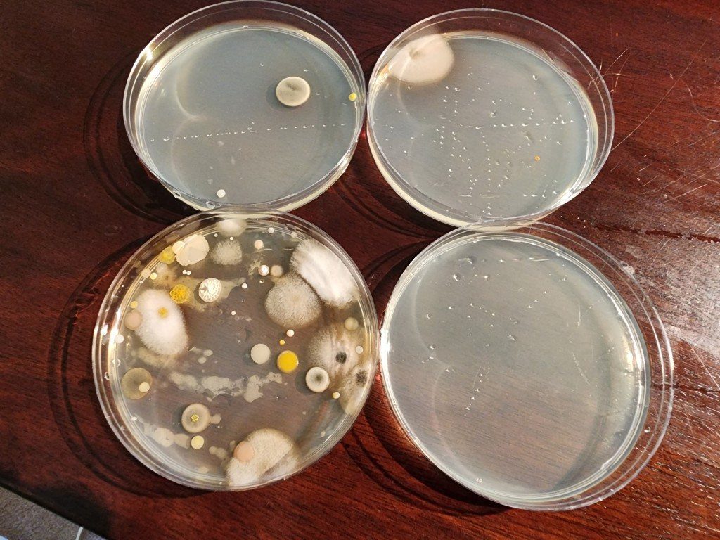 The original four-dish test: room air, outside air, control, and dryer output — the dryer plate heavily contaminated